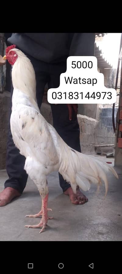 aseel murga | aseel murgi | murga