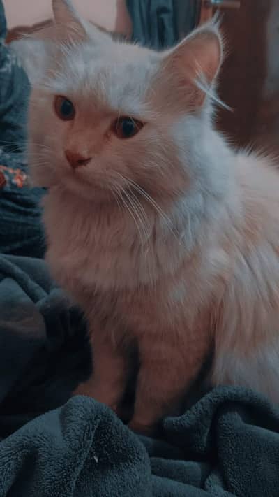 03261675304 only WhatsApp