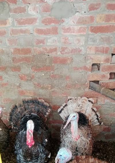 turkey birds