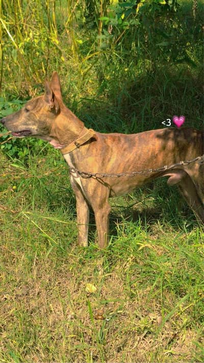 Gultiar kohati x bulltiar