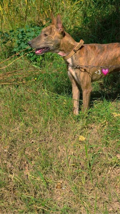 Gultiar Dog kohati x bulltiar