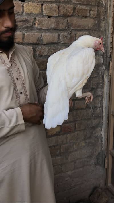 Aseel paper white bengum madi