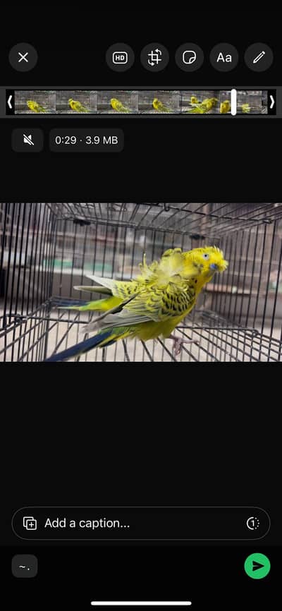 TCB Lemon Opline Hogoromo