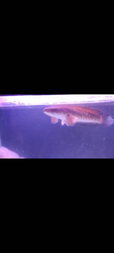 Channa sale & exchange possible