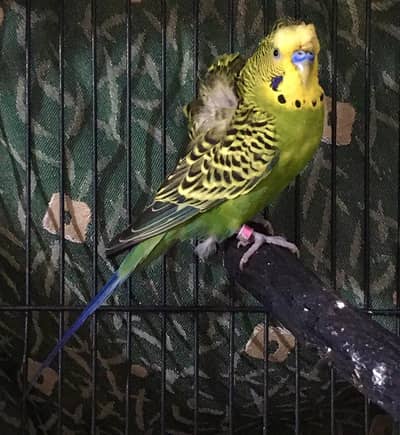 back frill hogoromo possible black Face male