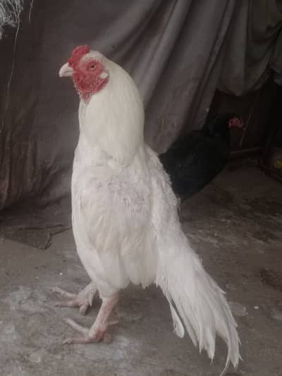 Hera aseel old blod line for sale in Rawalpindi