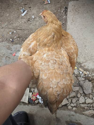 Golden heavy buff female