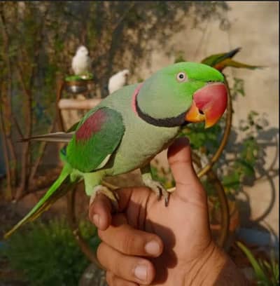 Raw parrot hand tame