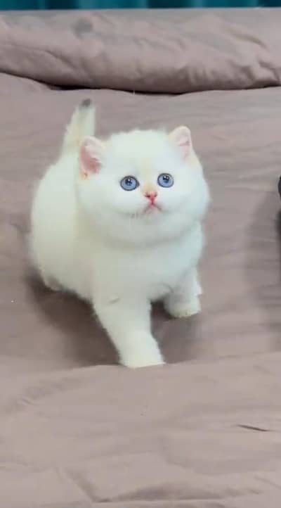 pure Persian cat vaccinated triple coated