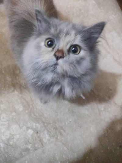 Persian cat
