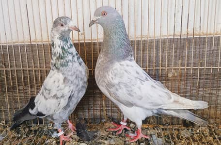 Mian Nazer Blood Line Kamangr Pair