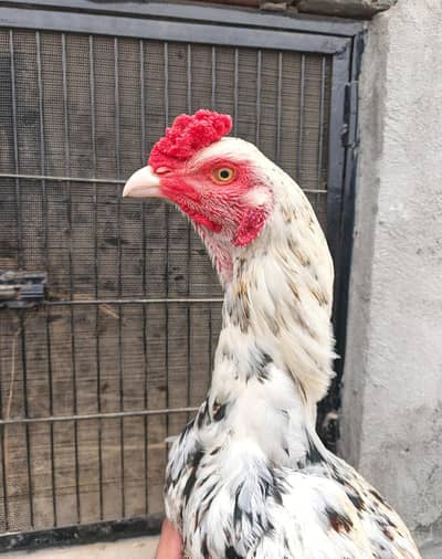 Behtreen Aseel Pathy