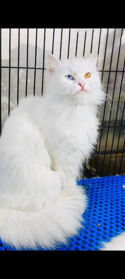 Persian cat odi eyes vaccinated triple coated and littler ternd