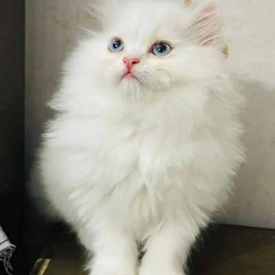 Persian cat healthy active vaccinated available hai