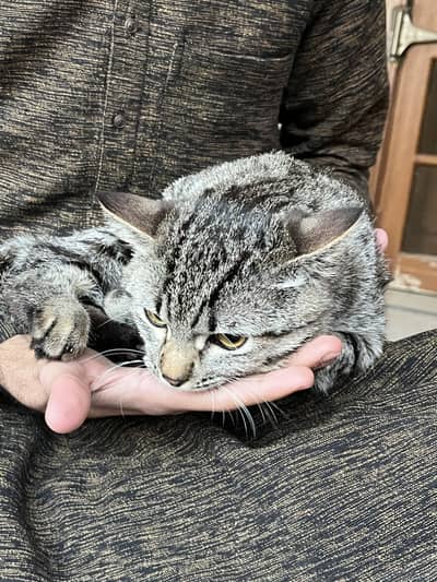 Himalayan mix breed cat