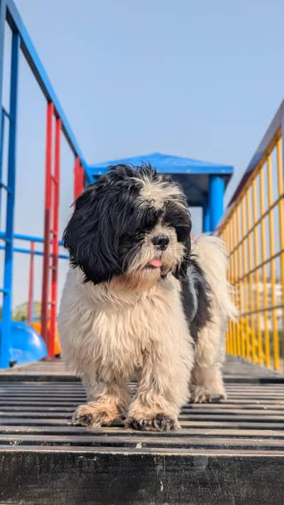 I want to sale my shitzu male