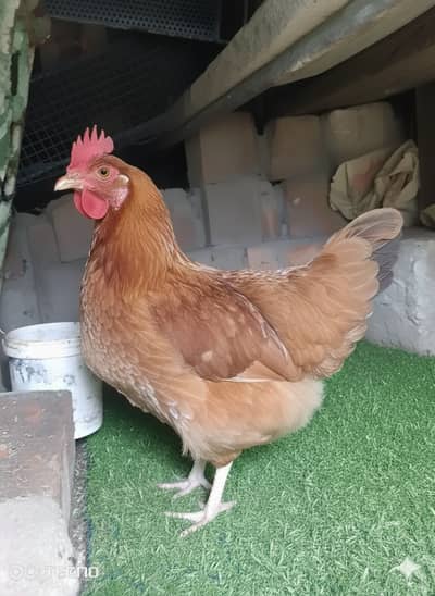 desi hen for sale