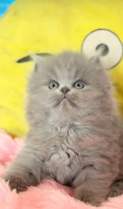 Persian kitten grey colour vaccinated triple coted