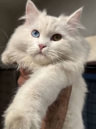 Persian male kitten for sale 03156881522