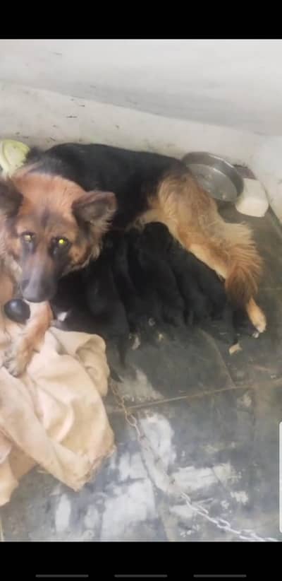 I want to sale my long coat German shepherd puppies