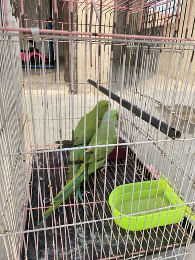 Cage with parrots