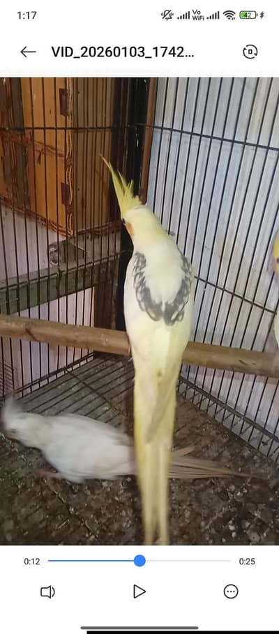 cocktail 4 pc all ok