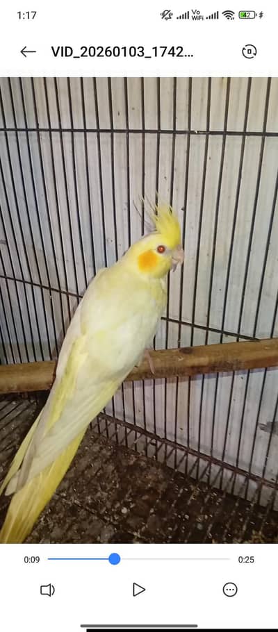 cocktail 2 eno 1 common yellow all ok