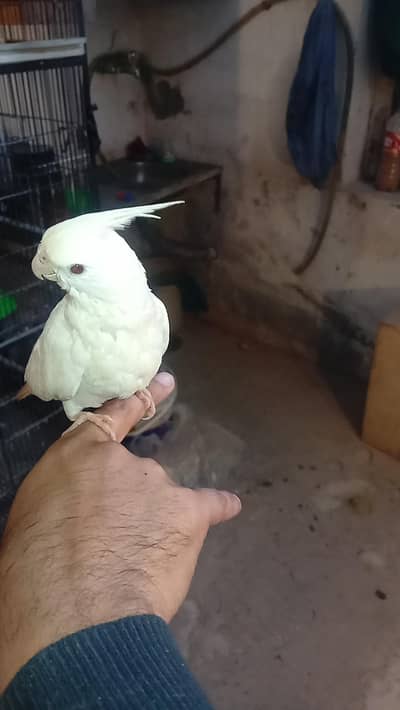 hand tame zero bite cocktail 2 eno 1 common yellow all ok