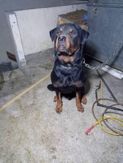 I want to sale my rottweiler male