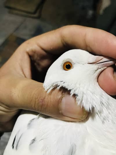 breader naar for sale dubble Patti wala 2500final 2 types of eyes clou