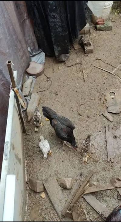 one aseel female and one male for sale urjent