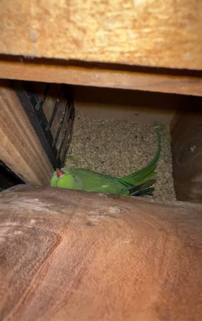 Female on Heat Hand Tamed Green Ringneck parrot
