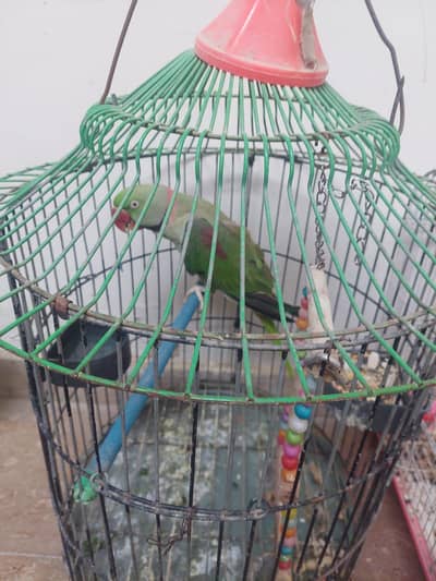 Raw parrot 2 years age,  talking and hand tamed