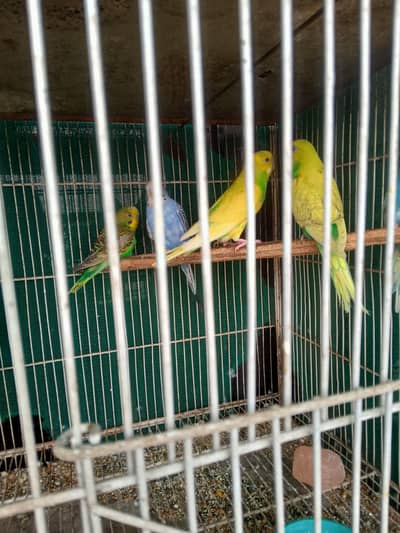 bajjri parrot healthy active