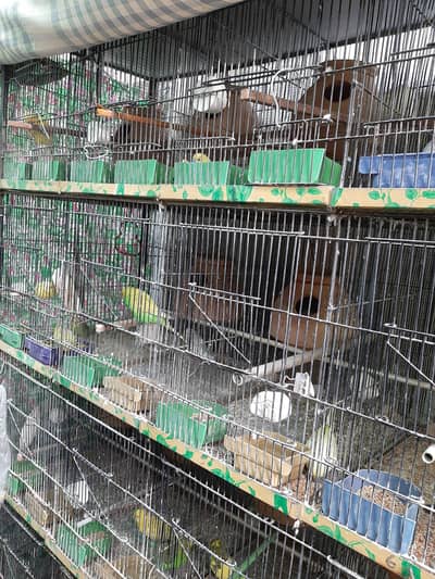 BIRDS SETUP CLEARANCE SALE