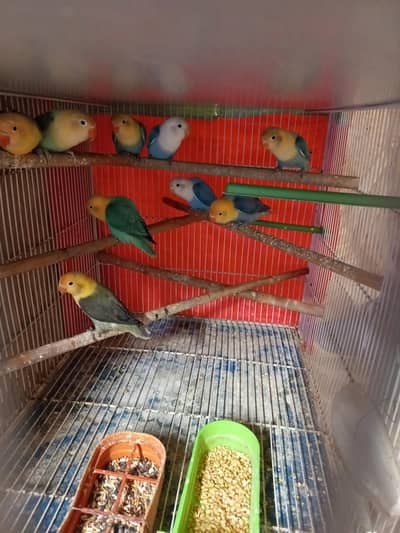 Paar blue spirit  0*3*16*25*25*521