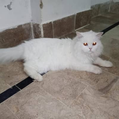 Persian male cat
