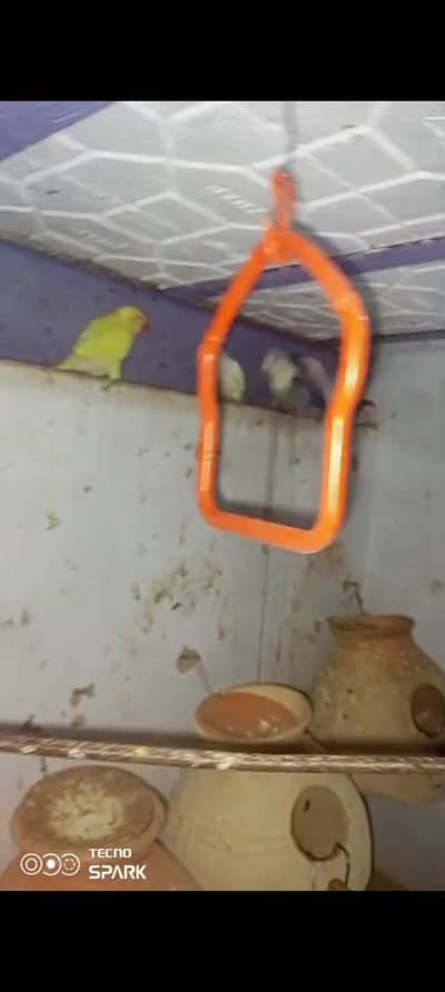 fisher parrot