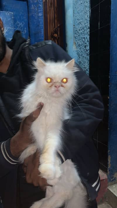 Punch Face--Persian Cat Female 03163649460