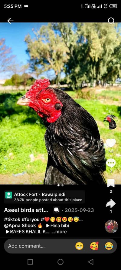 pure Amorha aseell murga old blood line high quality white nok nalie