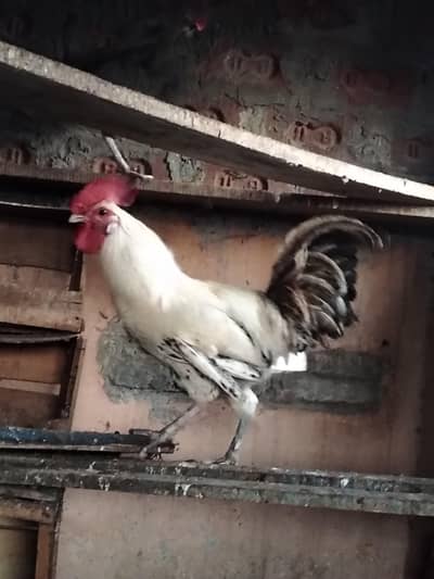 5000 bohut achi breed hai