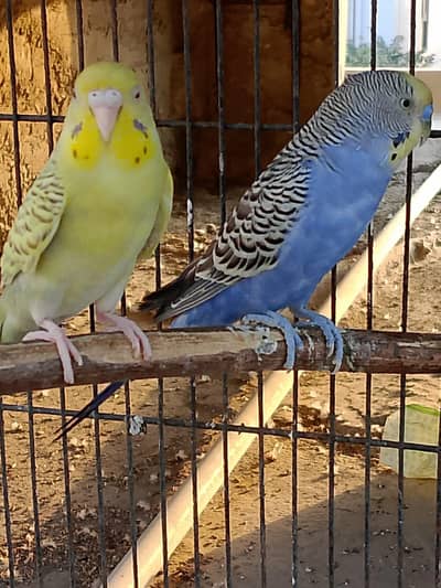 fallow budgie available