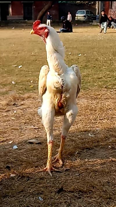 White O Shamo Chicks