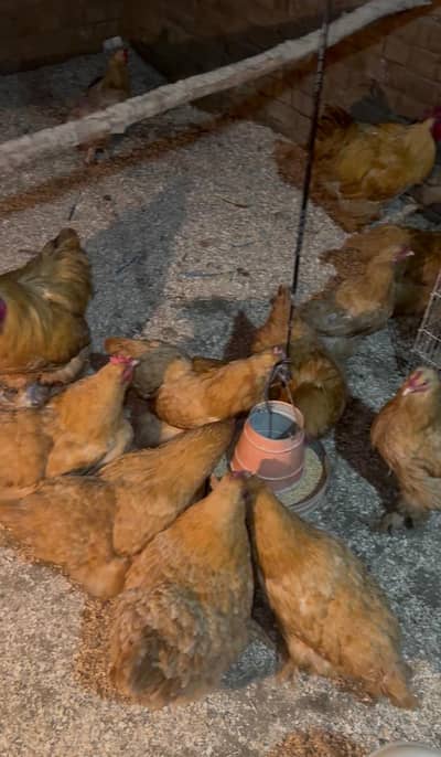 Golden heavy buff chicks