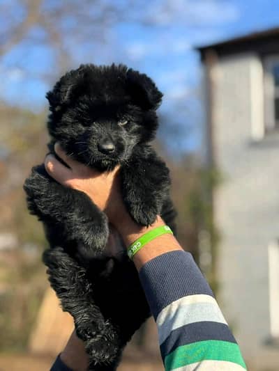 top show quality black  gsd proper long coat male pappy for sale