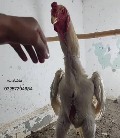 white shamo breeder pair/Oshamo/White Heera Aseel