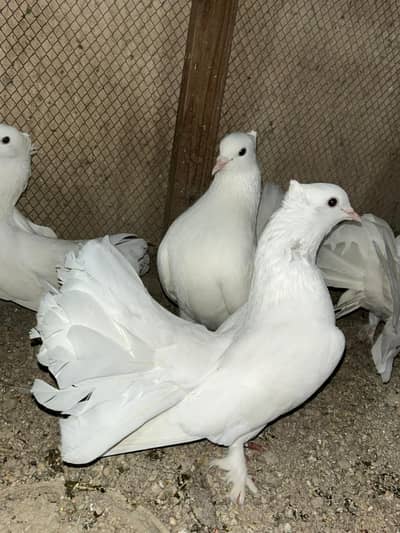 3 Male white fantail pigeon/ Lakka Kabootar