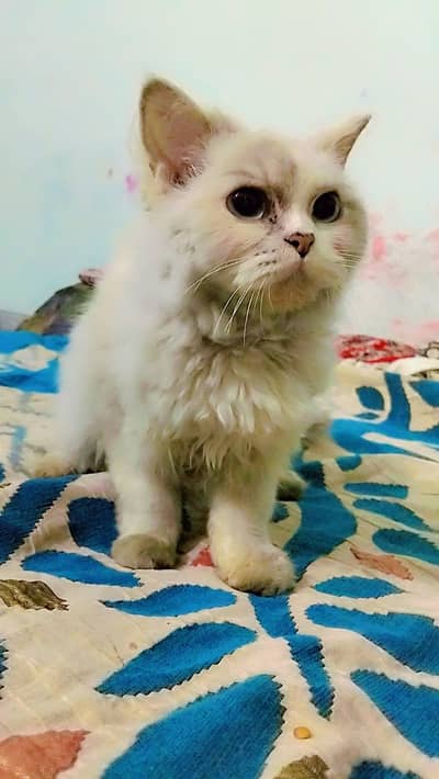 female persian double coated cat