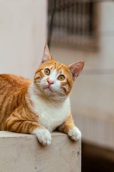 apna cat sell kar rha hu ghr ki hai or wasroom bi khud jata hai