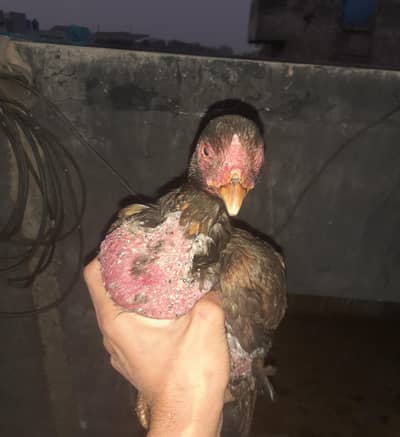 Aseel lakhii pathiyaan